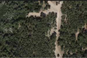 יער השייטת2